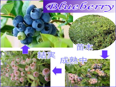 ふぁーむ21のブルーベリー（Blueberry）のご紹介：苗木や成木も販売しています。